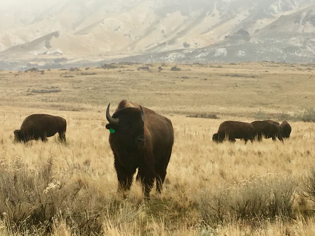 Bison in Salt Lake City